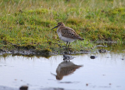 DUNLIN , DAVIDSTOW AIRPORT , CORNWALL , 16 , 9 , 2017