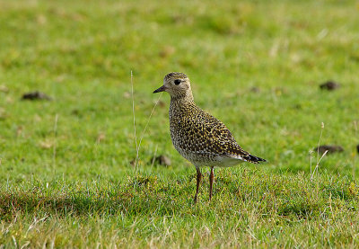 EUROPEAN GOLDEN PLOVER . DAVIDSTOW AIRPORT . CORNWALL . ENGLAND . 16 . 9 . 2017