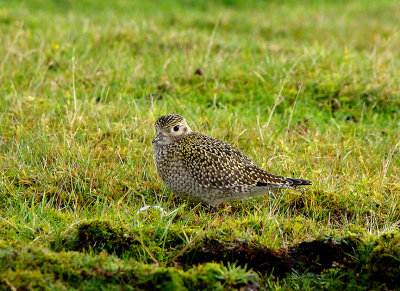 EUROPEAN GOLDEN PLOVER . DAVIDSTOW AIRPORT . CORNWALL . ENGLAND . 16 . 9 . 2017