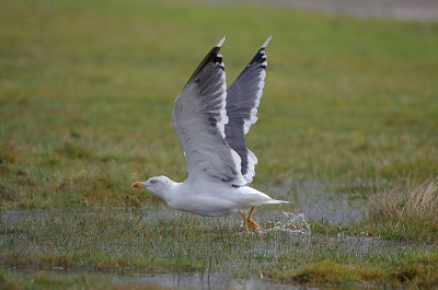 LESSER BLACK-BACKED GULL , DAVIDSTOW AIRPORT , CORNWALL , ENGLAND . 16 , 9 , 2017