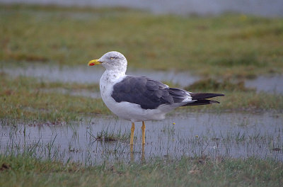 LESSER BLACK-BACKED GULL . DAVIDSTOW AIRPORT . CORNWALL . ENGLAND . 16 . 9 . 2017