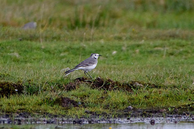 WHITE WAGTAIL . DAVIDSTOW AIRPORT . CORNWALL . 16 . 9 . 2017