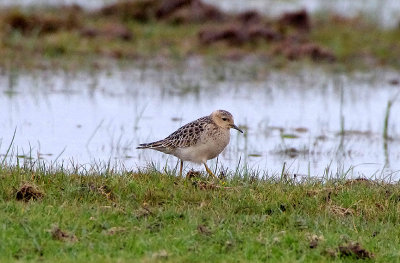 BUFF-BREASTED SANDPIPER , DAVIDSTOW AIRPORT , CORNWALL , 16 , 9 , 2017