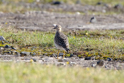 BUFF-BREASTED SANDPIPER . DAVIDSTOW AIRPORT . CORNWALL . 17 . 9 . 2017