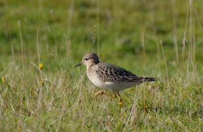 BUFF-BREASTED SANDPIPER . DAVIDSTOW AIRPORT . CORNWALL . 17 . 9 . 2017