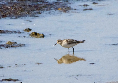 BAIRD`S SANDPIPER , LYNCH COVE , THE FLEET , DORSET , 19 , 9 , 2017