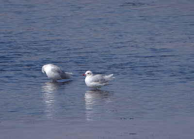 MEDITERRANEAN GULL . LYNCH COVE . THE FLEET . DORSET . 19 . 9 . 2017