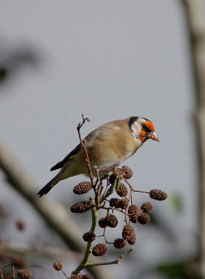 EUROPEAN GOLDFINCH . BOWLING GREEN MARSH . TOPSHAM . DEVON . ENGLAND . 22 . 9 . 2017