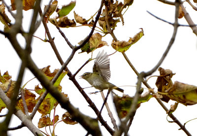 YELLOW-BROWED WARBLER , PORTLAND BILL OBSERVATORY , DORSET , 25 , 9 , 2017