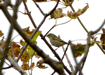 YELLOW-BROWED WARBLER . PORTLAND BILL OBSERVATORY . DORSET . 25 . 9 . 2017