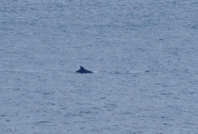 BOTTLENOSE DOLPHIN ( Tursiops truncatus ) . OFF OF PORTLAND BILL . DORSET . 25 . 9 . 2017.JPG