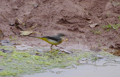 GREY WAGTAIL . BOWLING GREEN MARSH . TOPSHAM . DEVON . 24 / 9 / 2017