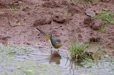 GREY WAGTAIL , BOWLING GREEN MARSH , TOPSHAM , DEVON , 24 / 9 / 2017