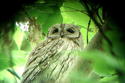  PALE SCOPS OWL . BIRECIK .TURKEY. 11/ 5/ 2007