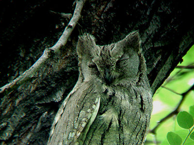  PALE SCOPS OWL . BIRECIK . TURKEY. 11 / 5 / 2007