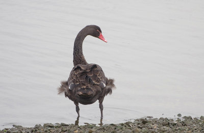 BLACK SWAN . STANPIT MARSH . DORSET . ENGLAND . 27 / 9 / 2017