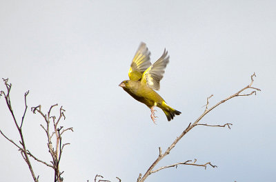 EUROPEAN GREENFINCH . BOWLING GREEN MARSH . TOPSHAM . DEVON . 29 . 9 . 2017
