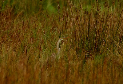 PURPLE HERON ( Juvenile ) . RUAN LANIHORNE . CORNWALL . 30 . 9 . 2017
