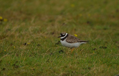 COMMON RINGED PLOVER . DAVIDSTOW AIRPORT . CORNWALL . 30 / 9 / 2017