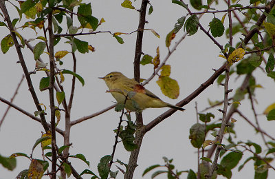 COMMON CHIFFCHAFF . BOWLING GREEN MARSH . TOPSHAM . DEVON . 1 / 10 / 2017