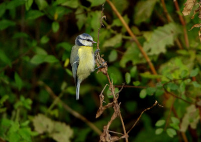 EUROPEAN BLUE TIT . BOWLING GREEN MARSH . TOPSHAM . DEVON . 1 / 10 / 2017