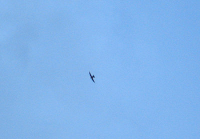 g10/47/1139747/3/166316348.cuAN2rDz.jpg