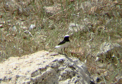 FINSCH`S WHEATEAR . THE ROAD TO HALFETE . TURKEY . 11 / 5 / 2007