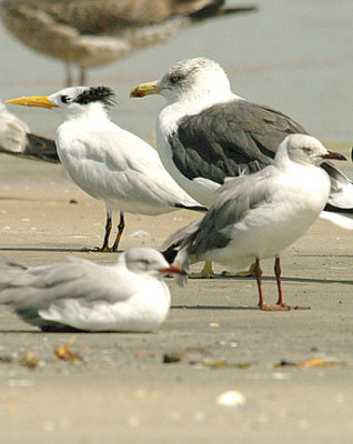 KELP GULL . THE TANGI FISHING VILLAGE . GAMBIA . 10 . 11 . 2014