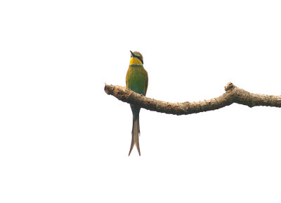 SWALLOW-TAILED BEE-EATER , ABUKO NATURE RESERVE , GAMBIA , 8 , 11 , 2014 b.JPG