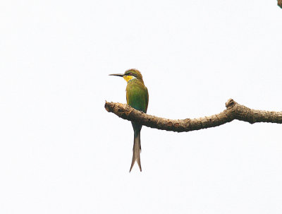 SWALLOW-TAILED BEE-EATER . ABUKO NATURE RESERVE . GAMBIA . 8 . 11 . 2014 c.JPG