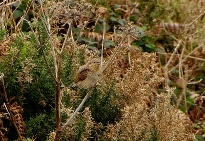 WRYNECK . PENDEEN POINT . CORNWALL . 9 . 10 . 2017