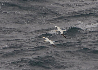 NORTHERN GANNET . PENDEEN POINT . CORNWALL . 10 . 10 . 2017