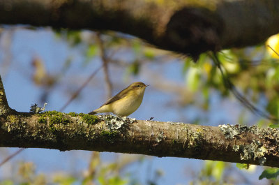 COMMON CHIFFCHAFF . NANQUIDNO VALLEY . CORNWALL . 12 . 10 . 2017