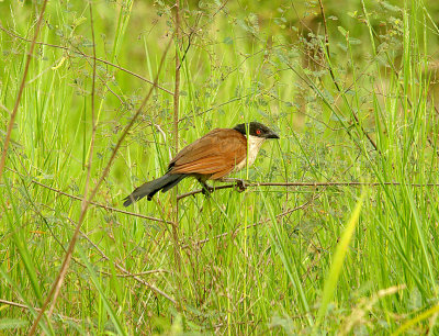 SENEGAL COUCAL . THE RICE FIELDS . KOLOLI . GAMBIA . 8 . 11 . 2013.JPG