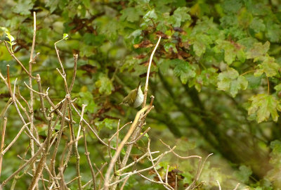 TWO-BARRED GREENISH WARBLER , St ALDHELM`S HEAD , DORSET , 18 , 10 , 2017.JPG