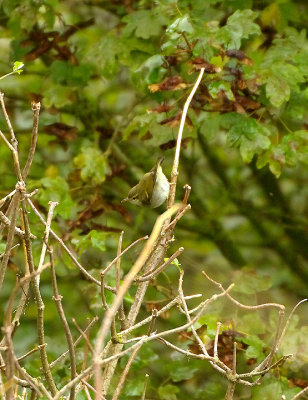Two-Barred Greenish Warbler - Phylloscopus trochiloides plumbeitarsus