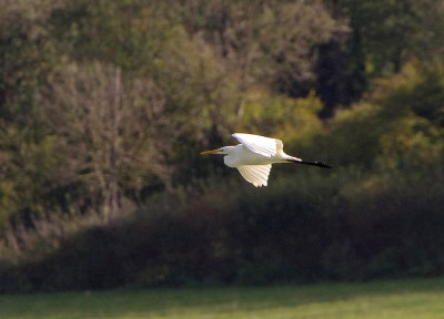 GREAT WHITE EGRET . COLYFORD COMMON . DEVON . ENGLAND . 29 . 10 . 2017
