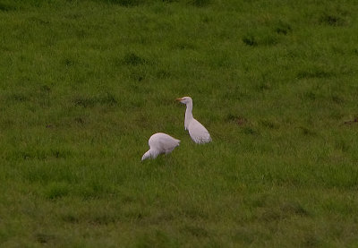 CATTLE EGRET . THE BRIDGE MARSH AREA . COLYFORD . DEVON . ENGLAND . 29 . 10 . 2017