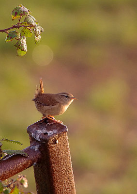 WINTER WREN , THE EXMINSTER MARSHES , DEVON , 31 , 10 , 2017