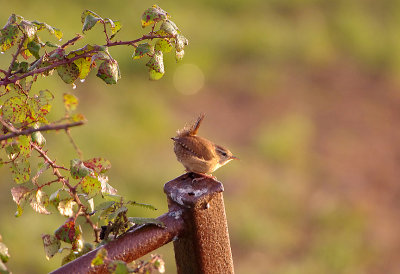 WREN . THE EXMINSTER MARSHES . DEVON . 31 . 10 . 2017