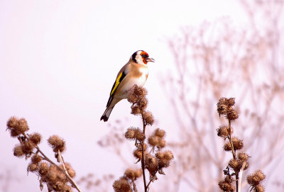 EUROPEAN GOLDFINCH . THE EXMINSTER MARSHES . DEVON . ENGLAND . 31 . 10 . 2017