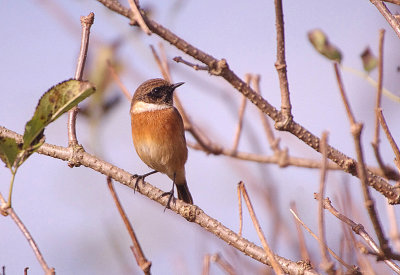 COMMON STONECHAT , THE EXMINSTER MARSHES , DEVON , 2 , 11 , 2017