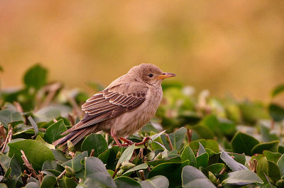 rcsROSE-COLOURED STARLING ( Juvenile ) . TREEN . CORNWALL . 3 . 11 . 2017