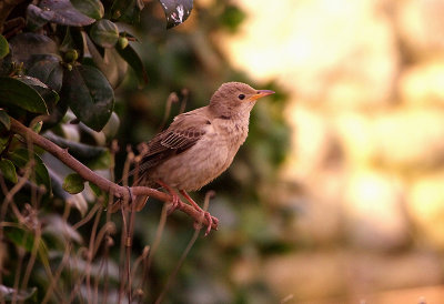 ROSE COLOURED STARLING ( Juvenile ) . TREEN . CORNWALL . 3 . 11 . 2017