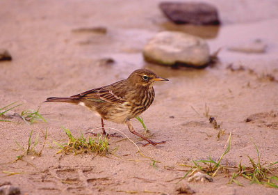 MEADOW PIPIT . ST GOTHIAN SANDS . CORNWALL . 3 . 11 . 2017