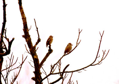 HAWFINCH , HALDON FOREST , DEVON , ENGLAND . 9 , 11 , 2017