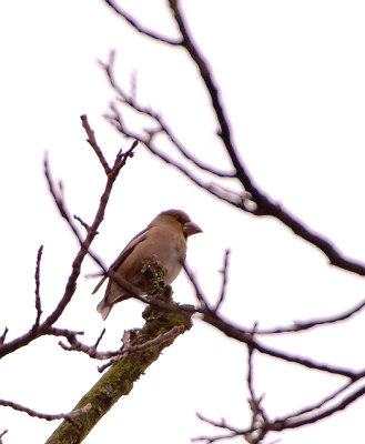 HAWFINCH . HALDON FOREST . DEVON . ENGLAND . 9 . 11 . 2017