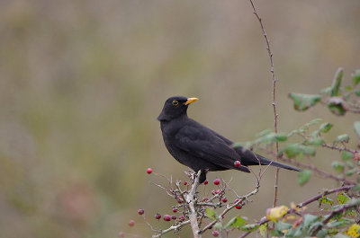 COMMON BLACKBIRD ( Male ) . THE EXMINSTER MARSHES . DEVON . ENGLAND . 20 . 11 . 2017