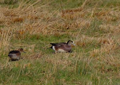 AMERICAN WIGEON . THE MATFORD POOLS . EXETER . DEVON . ENGLAND . 23 . 11 . 2017