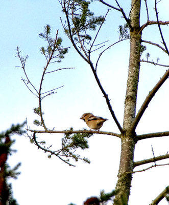 HAWFINCH . HALDON FOREST . DEVON . ENGLAND . 23 . 11 . 2017